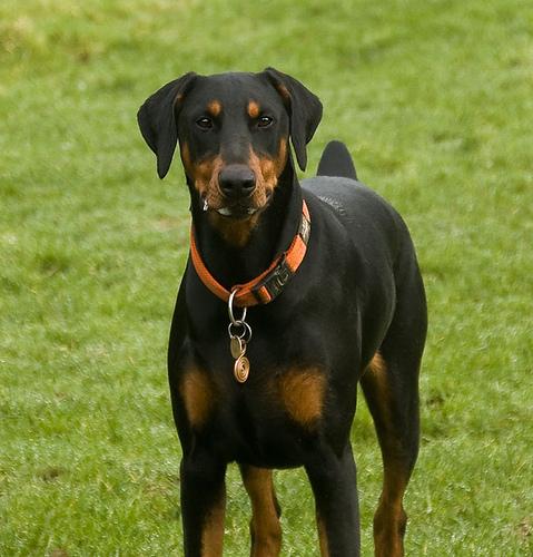 A dog image from https://images.dog.ceo/breeds/doberman/n02107142_1306.jpg