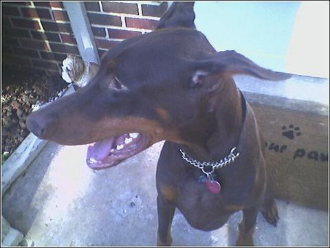 A dog image from https://images.dog.ceo/breeds/doberman/n02107142_13483.jpg