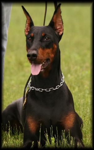 A dog image from https://images.dog.ceo/breeds/doberman/n02107142_14425.jpg