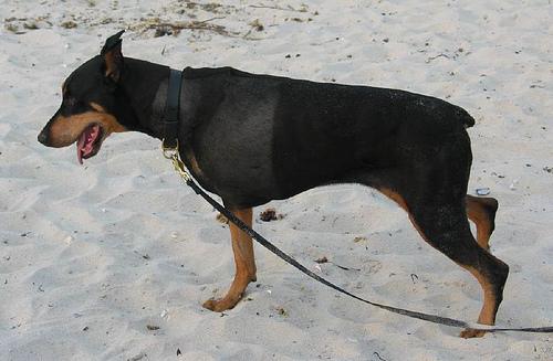 doberman