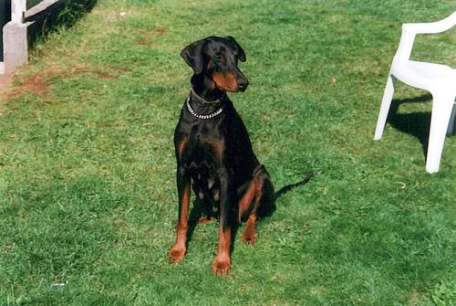 A dog image from https://images.dog.ceo/breeds/doberman/n02107142_16512.jpg