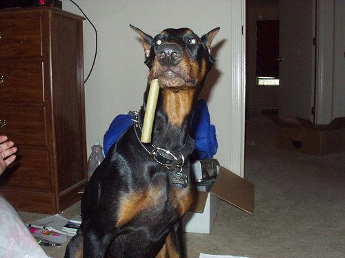 A dog image from https://images.dog.ceo/breeds/doberman/n02107142_17899.jpg