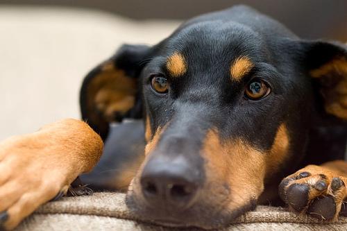 A dog image from https://images.dog.ceo/breeds/doberman/n02107142_18413.jpg