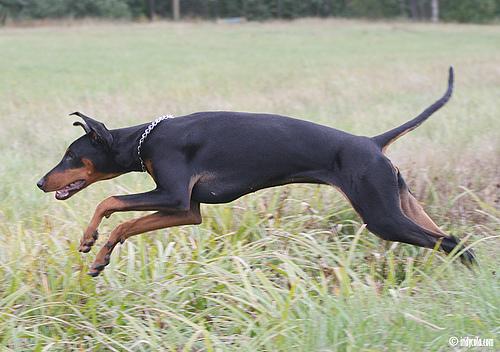 A dog image from https://images.dog.ceo/breeds/doberman/n02107142_208.jpg