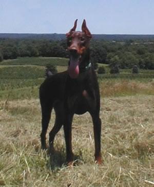 A dog image from https://images.dog.ceo/breeds/doberman/n02107142_2153.jpg