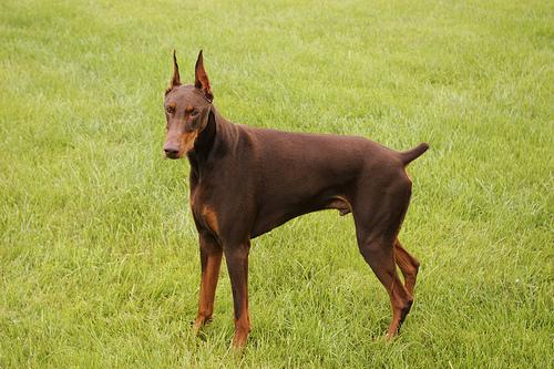 doberman