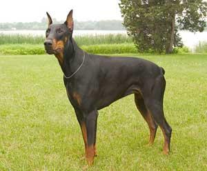 A dog image from https://images.dog.ceo/breeds/doberman/n02107142_3094.jpg