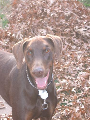 A dog image from https://images.dog.ceo/breeds/doberman/n02107142_3741.jpg