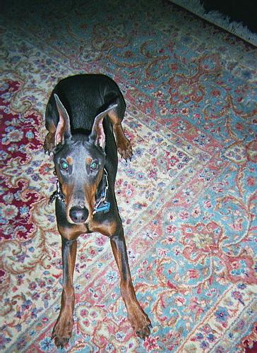 doberman