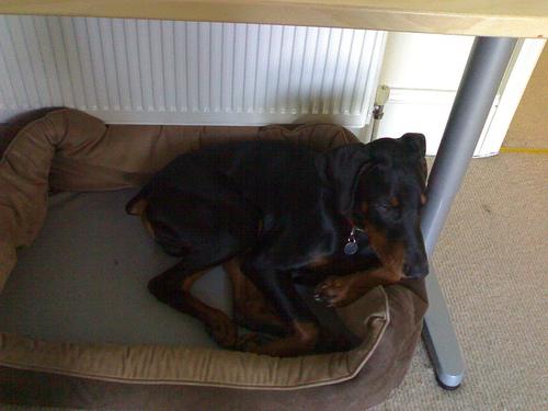 A dog image from https://images.dog.ceo/breeds/doberman/n02107142_5144.jpg