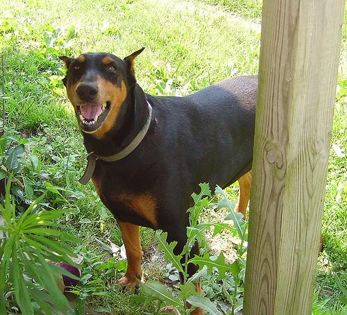 A dog image from https://images.dog.ceo/breeds/doberman/n02107142_607.jpg