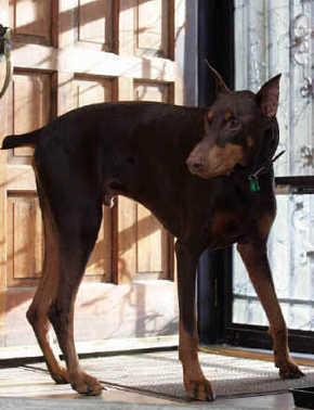 A dog image from https://images.dog.ceo/breeds/doberman/n02107142_6395.jpg