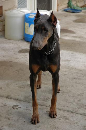 A dog image from https://images.dog.ceo/breeds/doberman/n02107142_6816.jpg