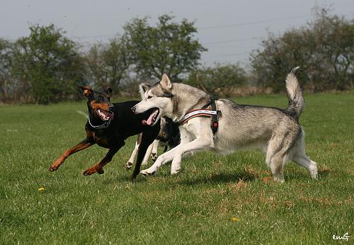 A dog image from https://images.dog.ceo/breeds/doberman/n02107142_7311.jpg