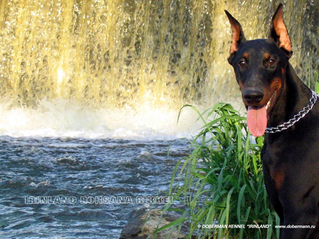 A dog image from https://images.dog.ceo/breeds/doberman/n02107142_7402.jpg