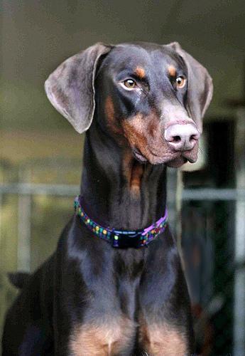 A dog image from https://images.dog.ceo/breeds/doberman/n02107142_814.jpg