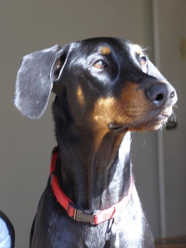 A dog image from https://images.dog.ceo/breeds/doberman/n02107142_8437.jpg