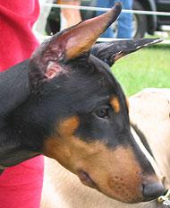 A dog image from https://images.dog.ceo/breeds/doberman/n02107142_9362.jpg