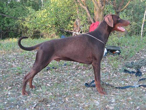 A dog image from https://images.dog.ceo/breeds/doberman/n02107142_9379.jpg