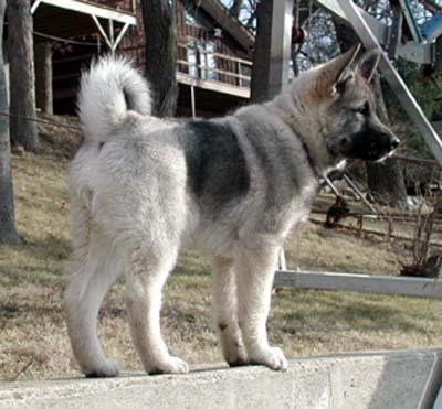 elkhound