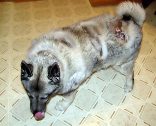 A dog image from https://images.dog.ceo/breeds/elkhound-norwegian/n02091467_1144.jpg