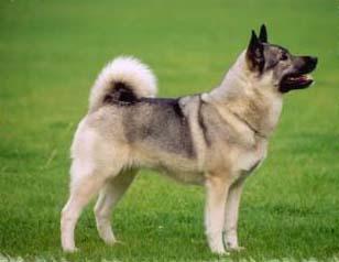 A dog image from https://images.dog.ceo/breeds/elkhound-norwegian/n02091467_1330.jpg