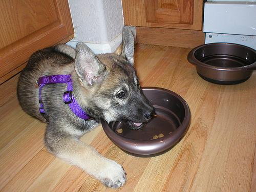 A dog image from https://images.dog.ceo/breeds/elkhound-norwegian/n02091467_1588.jpg