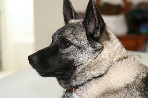 A dog image from https://images.dog.ceo/breeds/elkhound-norwegian/n02091467_1631.jpg