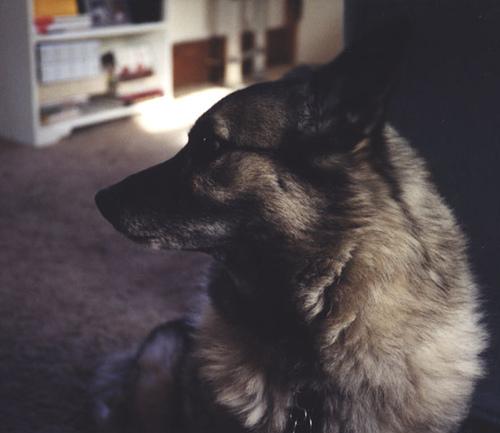 A dog image from https://images.dog.ceo/breeds/elkhound-norwegian/n02091467_1634.jpg