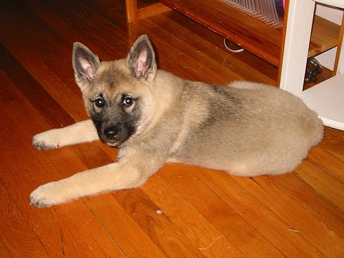 A dog image from https://images.dog.ceo/breeds/elkhound-norwegian/n02091467_1645.jpg