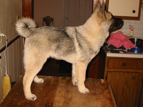 A dog image from https://images.dog.ceo/breeds/elkhound-norwegian/n02091467_2094.jpg