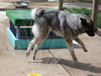 A dog image from https://images.dog.ceo/breeds/elkhound-norwegian/n02091467_2159.jpg