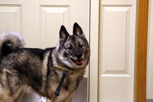 A dog image from https://images.dog.ceo/breeds/elkhound-norwegian/n02091467_217.jpg