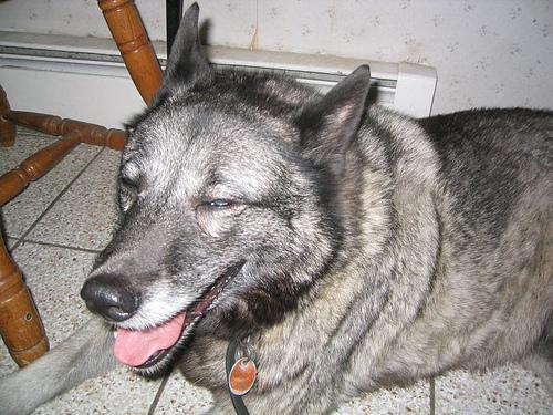 A dog image from https://images.dog.ceo/breeds/elkhound-norwegian/n02091467_2503.jpg