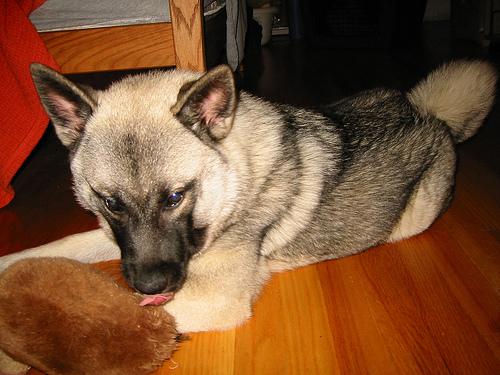 A dog image from https://images.dog.ceo/breeds/elkhound-norwegian/n02091467_2936.jpg