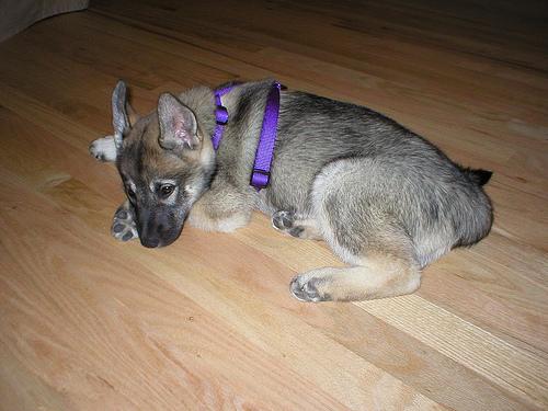 A dog image from https://images.dog.ceo/breeds/elkhound-norwegian/n02091467_2960.jpg