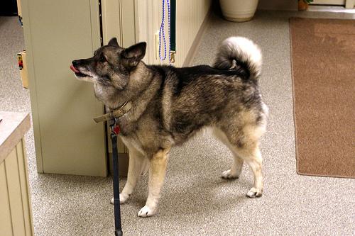 A dog image from https://images.dog.ceo/breeds/elkhound-norwegian/n02091467_2966.jpg