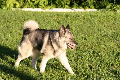 A dog image from https://images.dog.ceo/breeds/elkhound-norwegian/n02091467_2985.jpg