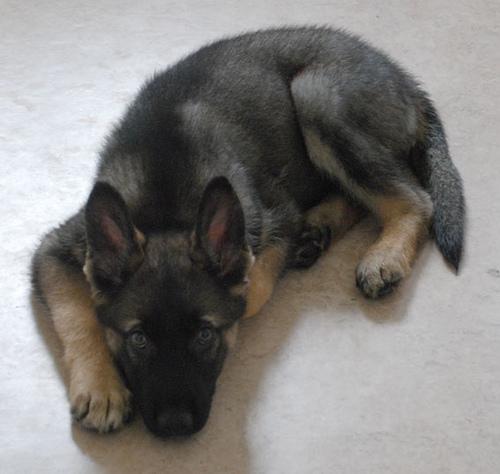 A dog image from https://images.dog.ceo/breeds/elkhound-norwegian/n02091467_3045.jpg