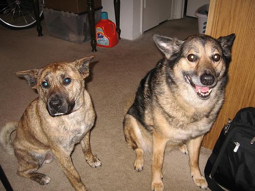 A dog image from https://images.dog.ceo/breeds/elkhound-norwegian/n02091467_3098.jpg