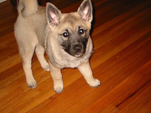 A dog image from https://images.dog.ceo/breeds/elkhound-norwegian/n02091467_3104.jpg