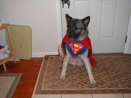 A dog image from https://images.dog.ceo/breeds/elkhound-norwegian/n02091467_3157.jpg