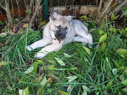 A dog image from https://images.dog.ceo/breeds/elkhound-norwegian/n02091467_332.jpg