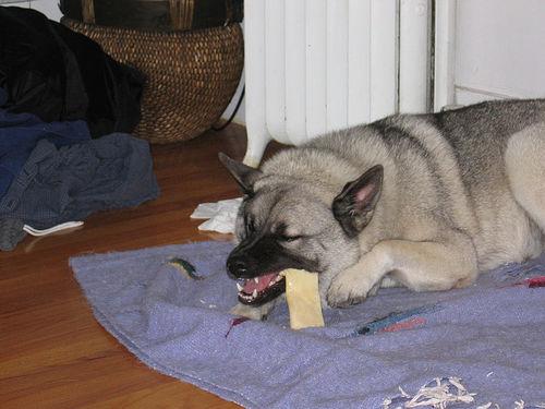 A dog image from https://images.dog.ceo/breeds/elkhound-norwegian/n02091467_340.jpg