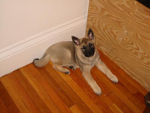 A dog image from https://images.dog.ceo/breeds/elkhound-norwegian/n02091467_3403.jpg