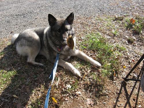 A dog image from https://images.dog.ceo/breeds/elkhound-norwegian/n02091467_3408.jpg