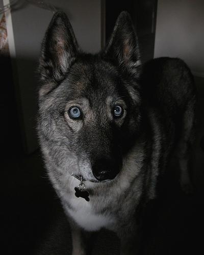 A dog image from https://images.dog.ceo/breeds/elkhound-norwegian/n02091467_3852.jpg