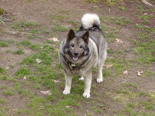 A dog image from https://images.dog.ceo/breeds/elkhound-norwegian/n02091467_3880.jpg