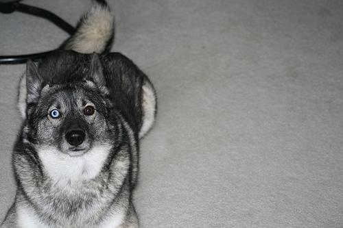 A dog image from https://images.dog.ceo/breeds/elkhound-norwegian/n02091467_4268.jpg