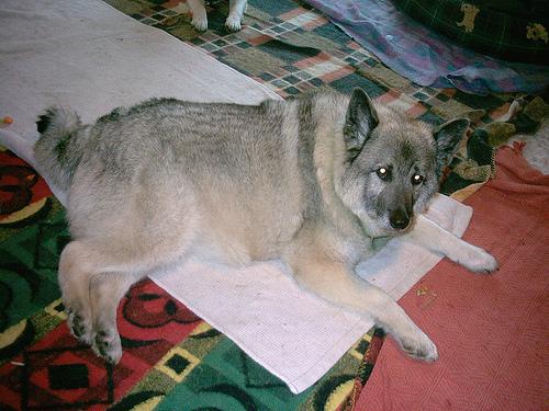 A dog image from https://images.dog.ceo/breeds/elkhound-norwegian/n02091467_4362.jpg